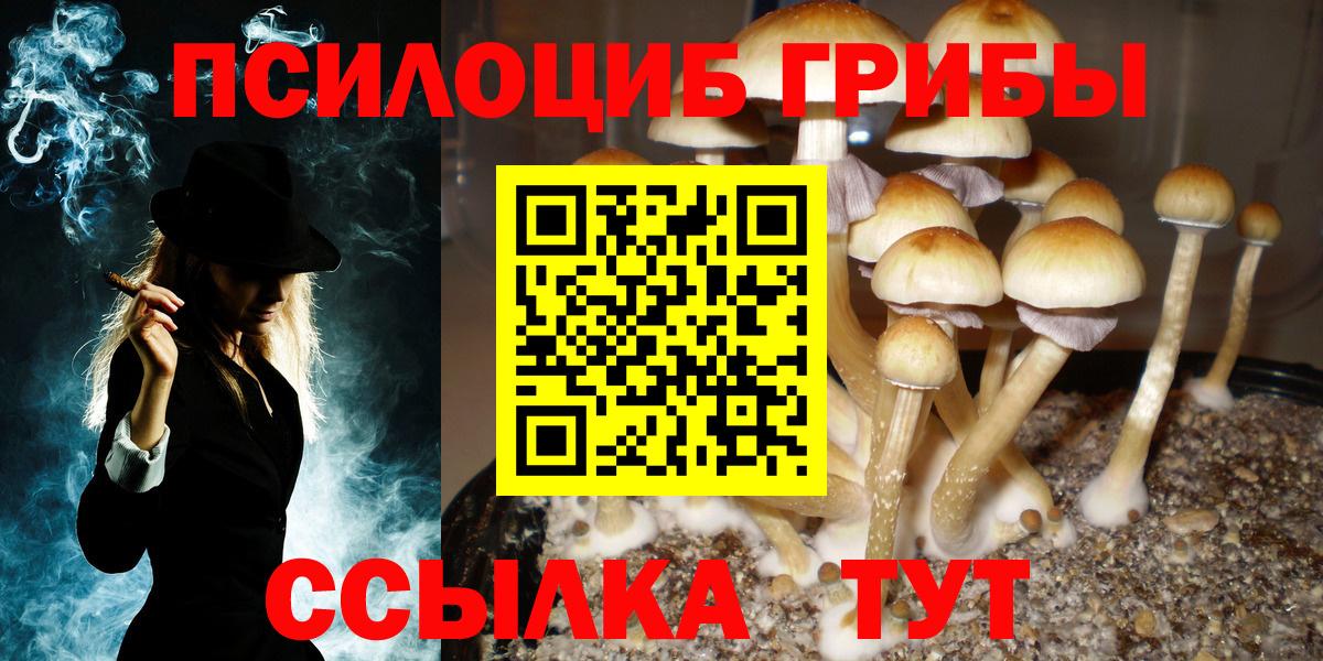 Псилоцибиновые грибы Cubensis Брянск